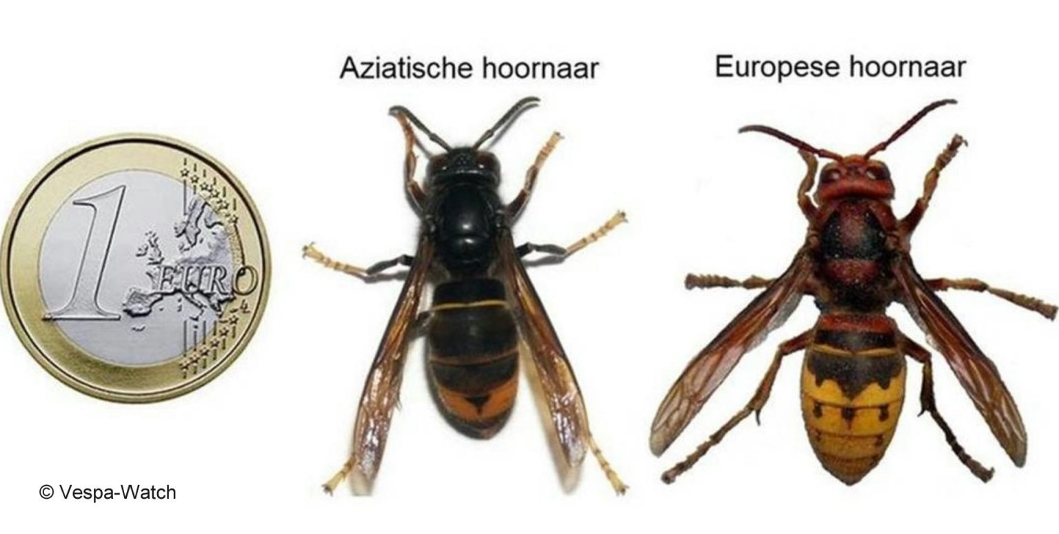 kijk-uit-voor-aziatische-hoornaar-omroep-noos