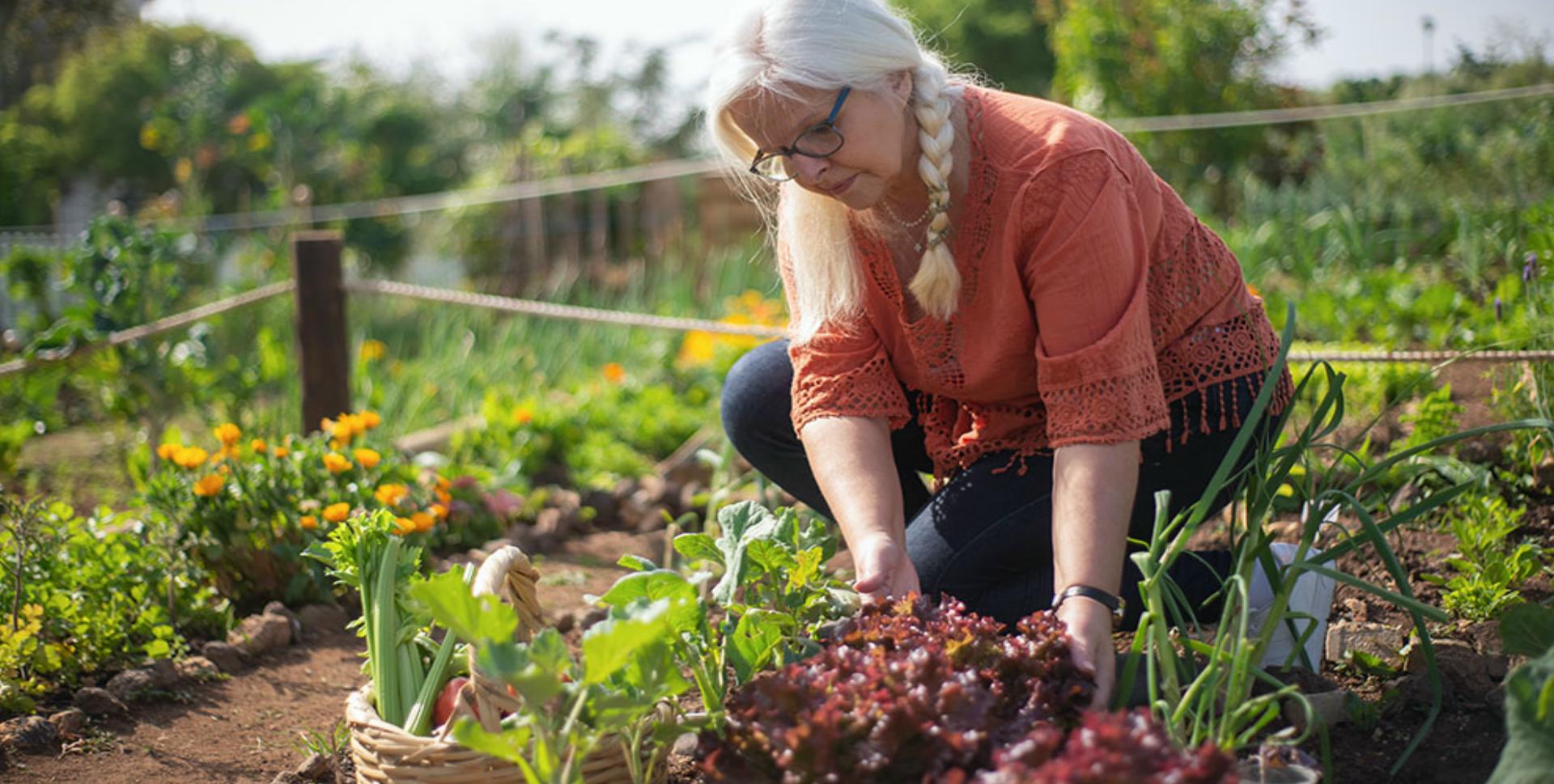 James Dyson cliënt Bejaarden Leer je eigen biologische groenten kweken - Omroep NOOS