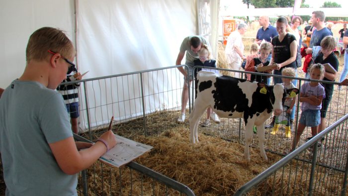 Holthoner Oogstdag 2023 DS kalverschetsen in beeld (Aangepast)