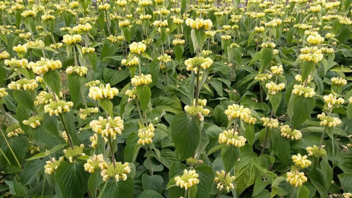 WhatsApp Image 2024-06-09 at 14.02.09