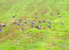 Faunaschade Overijssel: boeren luiden de noodklok