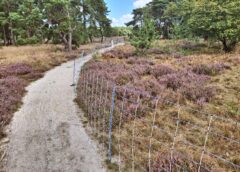 Bloeiende heide geen trekpleister voor schapen