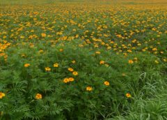 Tagetes kleuren akkers