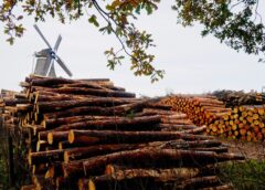 Bomenkap tegen verdroging