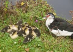 Vogelgriep in Hardenberg en regio