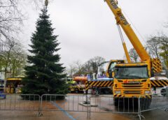 Traditionele kerstboom staat in Dedemsvaart