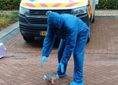 Vogelgriep in Hardenberg en regio