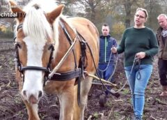 Eén pk voor de ploeg (video)