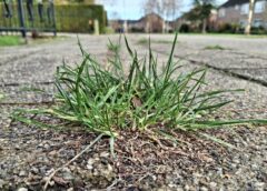 Onkruidbestrijding valt fors duurder uit