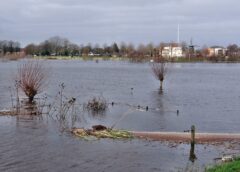 Na aanpassingen weer herten in Heemsermarspark