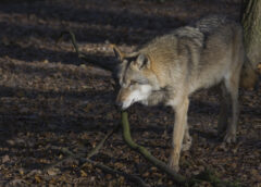 Is de wolf een passant of blijvertje in het Vechtdal?
