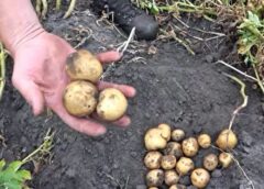 VIDEO  Invloed droogte op aardappeloogst