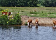 Waterkwaliteit zwemplassen in orde