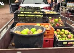 VIDEO – Fruitpersdag bij De Wheem in Oud Avereest
